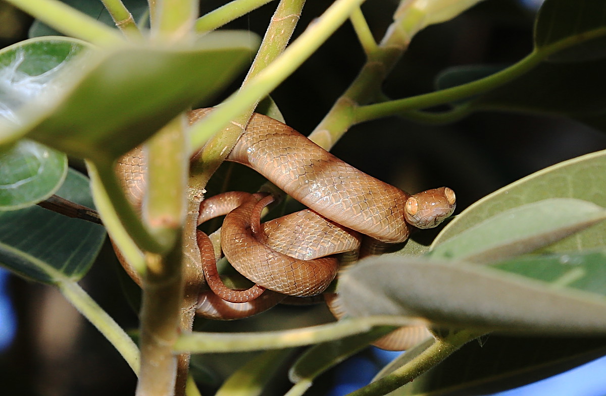 tyto tony Brown Tree Snake flexes muscles in fig tree