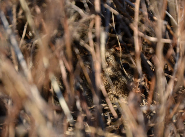 Woods Walks and Wildlife: Paddling Gulls, Fishing Kingfishers, a Hidden ...