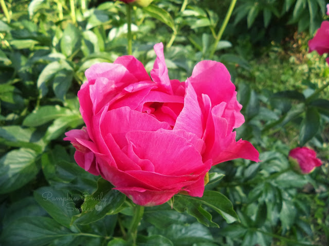 A Peony that looks like Mickey Mouse
