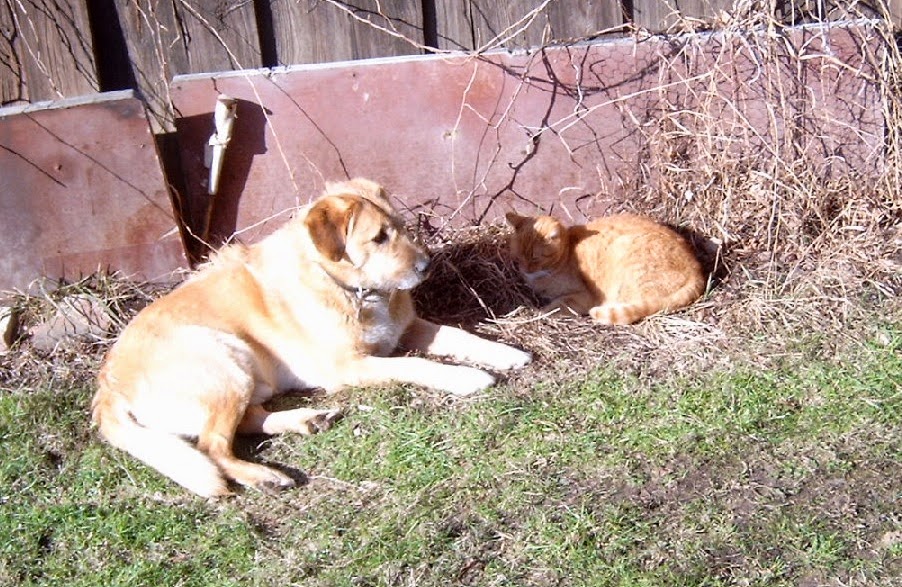 Der denkende Mensch . . . Wie Hund und Katze… Eine Charakterstudie