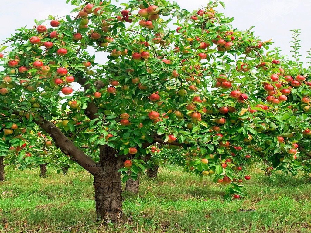 Arbol de manzana
