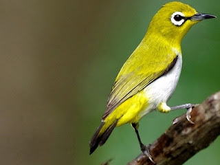 indukan pleci yang bagus indukan pleci yang bagus, indukan pleci bagus, pleci yang bagus, pleci bagus, indukan pleci