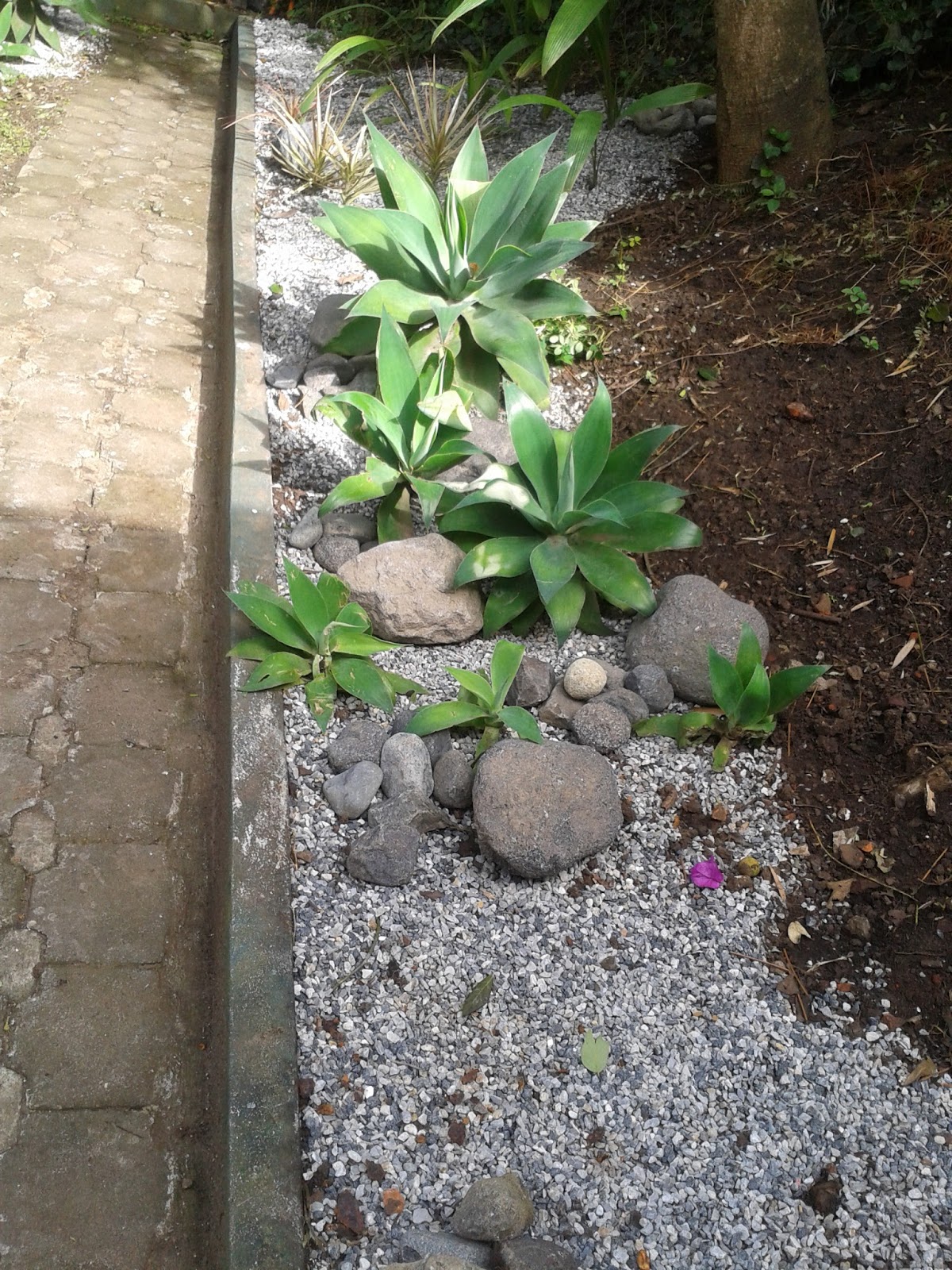 Mis notas del jardín Jardín de suculentas y piedras.