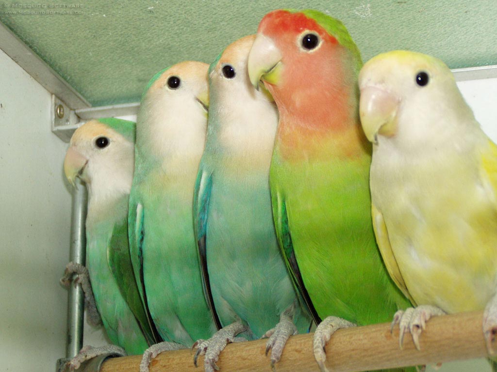 Absolutely Adorable Lovebirds: Lovebirds Behaviour & Interaction