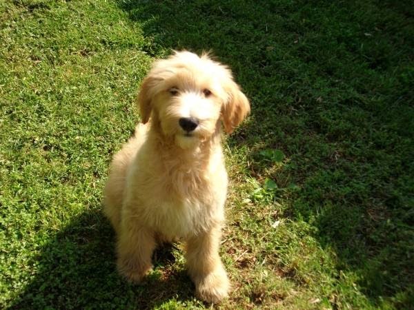 doodle rescue colorado