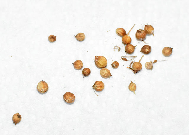 Cilantro/ Coriander seeds - dry