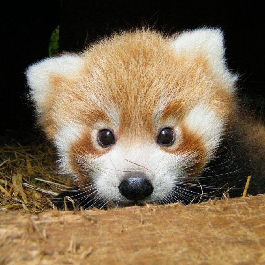 Cute Baby Red Panda Cub