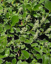 Salix pyrenaica