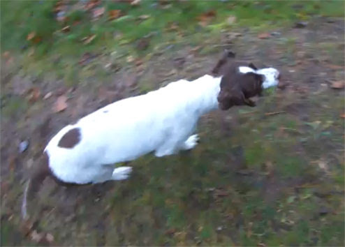 Video : ひとり遊び…じゃなくて、一匹遊びの上手な犬 ! !