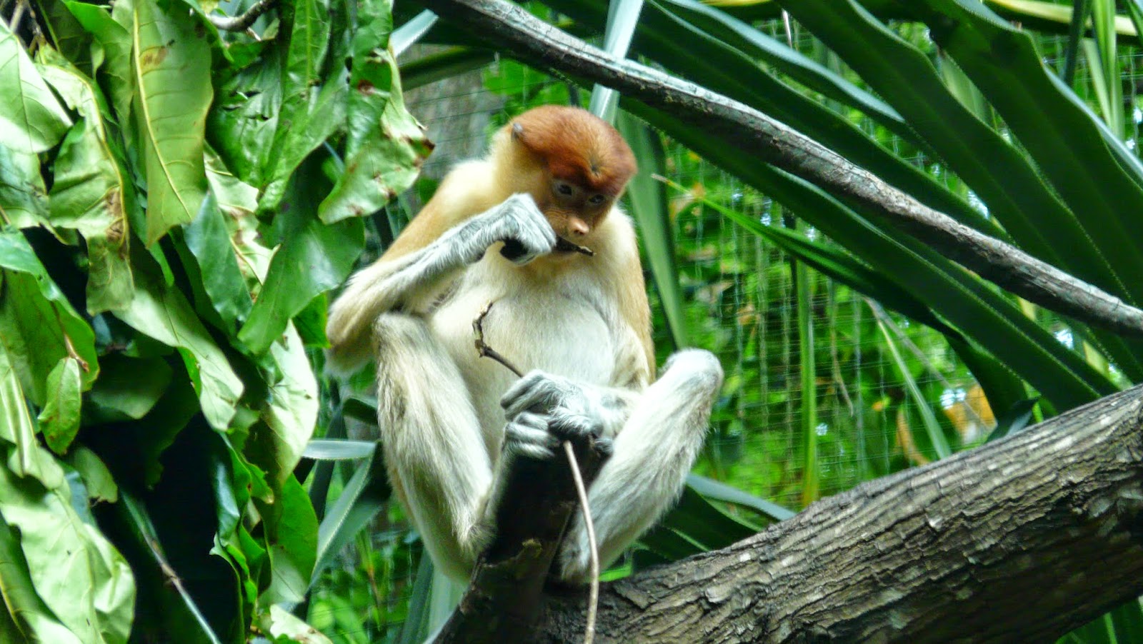ΠΙΘΗΚΟΣ PROBOSCIS photos - wallpapers | the fun bank