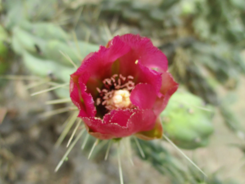 El nopal - blog 11