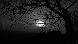 Dark trees wallpapers, wallpaper, desktop, backgrounds, images, photos, latest, 2012,2013, free, download, awesome, amazing, hot, cool, natural, photography, photographs, black