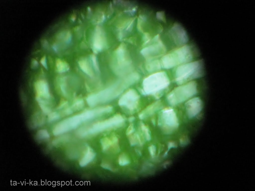 Фото Листа Под Микроскопом