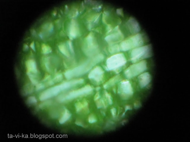 лист в микроскоп