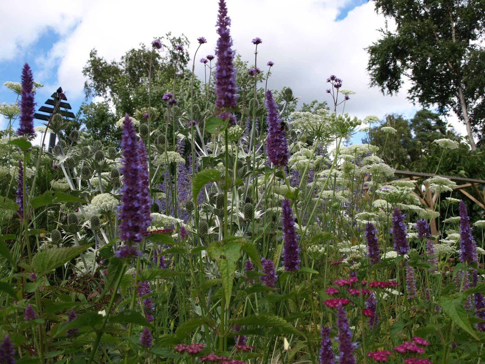 Trädgård i torslanda: juli 2016