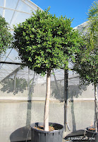 Ficus-nitida-retusa-Plantas Barnaplant