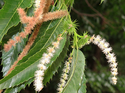 Flores del castaño (Castanea sativa)