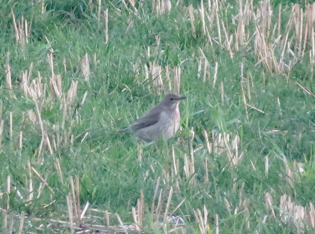 Black-throated Thrush - St Asaph, North Wales