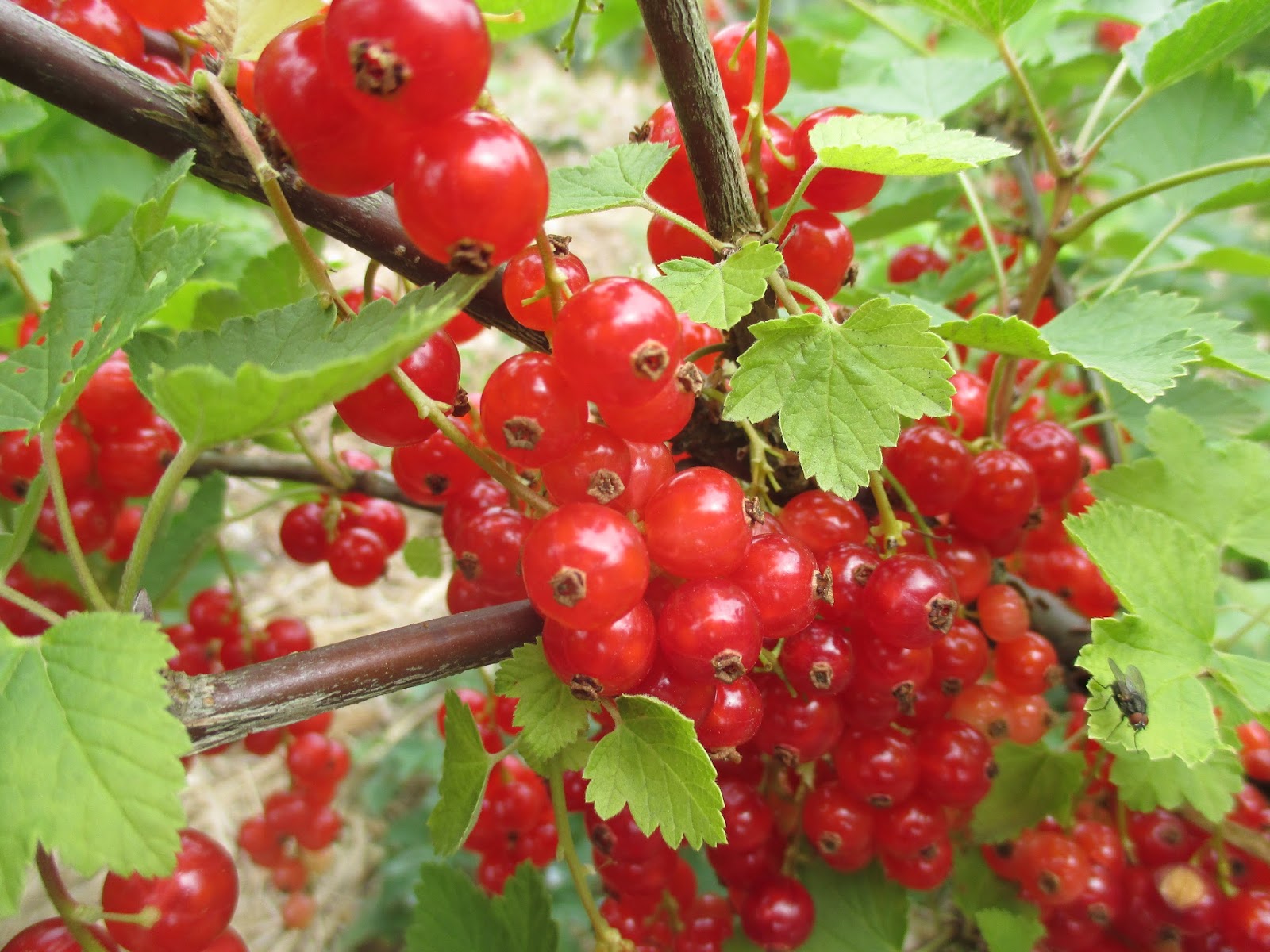 Kartenzauber und mehr.... Gartenparadies entdeckt Selbsterntegarten