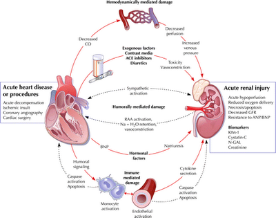 professional nursing practice: CARDIORENAL SYNDROME cardiogenic shock pathophysiology diagram 
