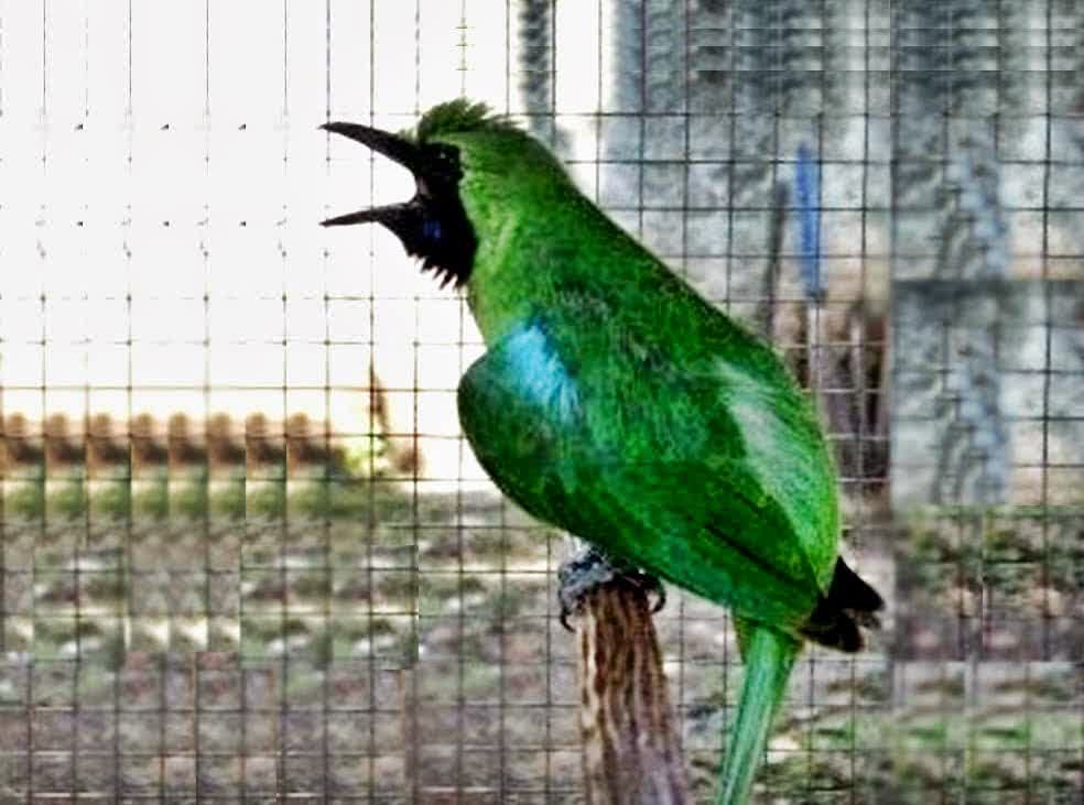 Pusat dan Gudangnya Informasi yang Bermanfaat: Beberapa Gambar Burung