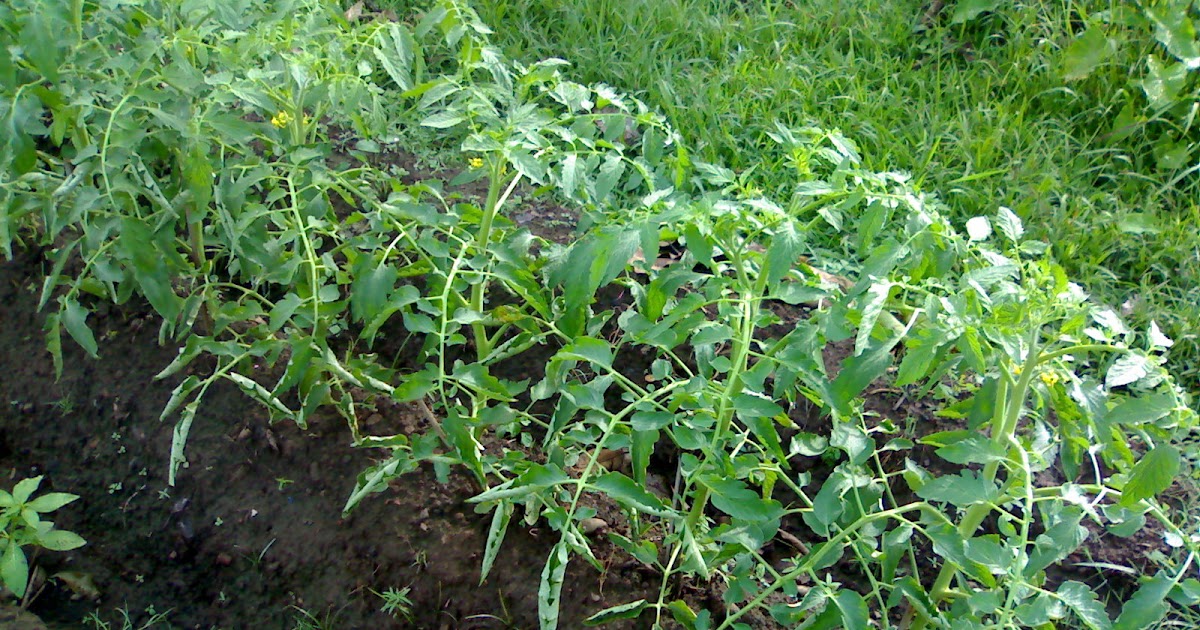 gambar pemberian pupuk tomat