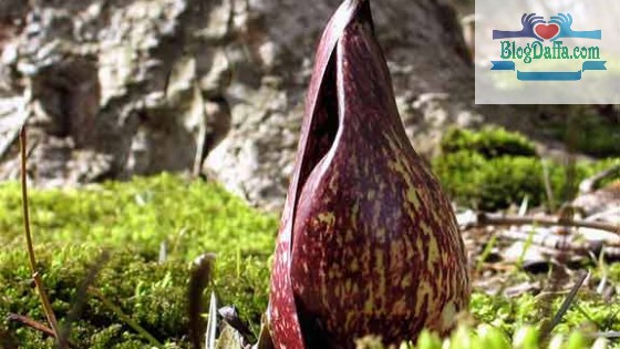 Eastern Skunk Cabbage Eastern Skunk Cabbage