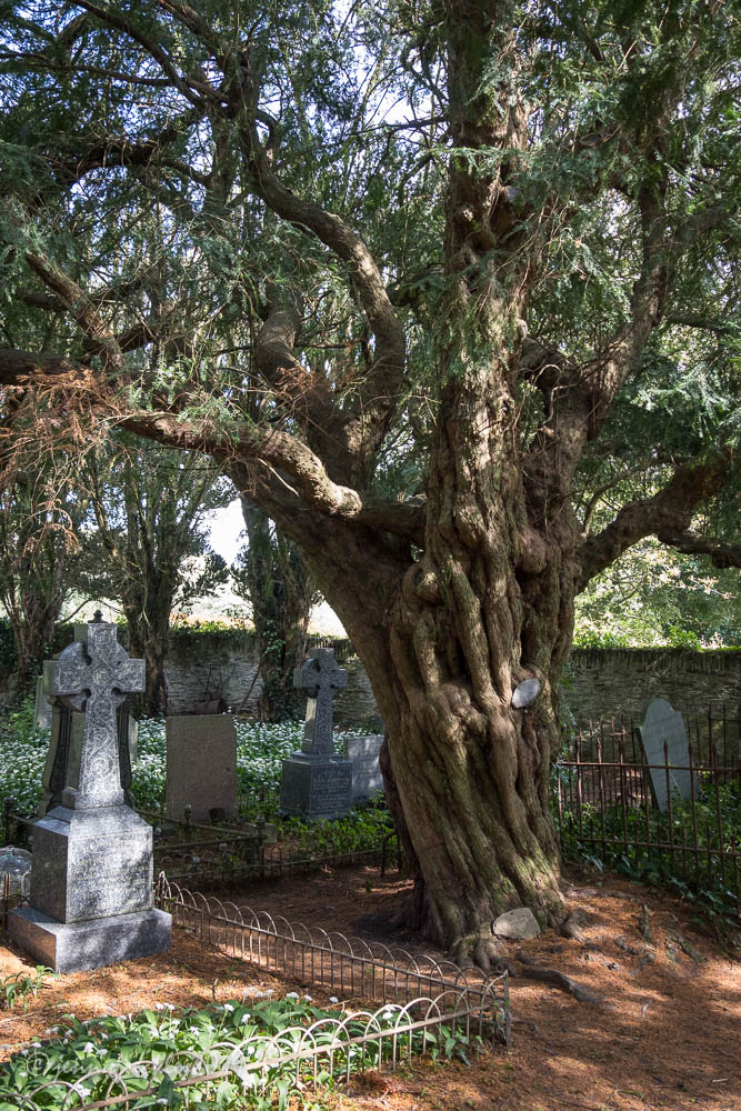 Saltaire Daily Photo The bleeding yew and other treasures