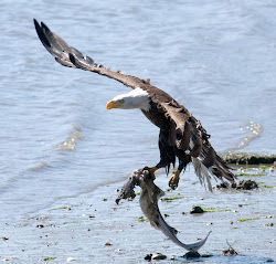 eagles birds eagle fish flying bird african bald fly wallpapers blogthis email prey
