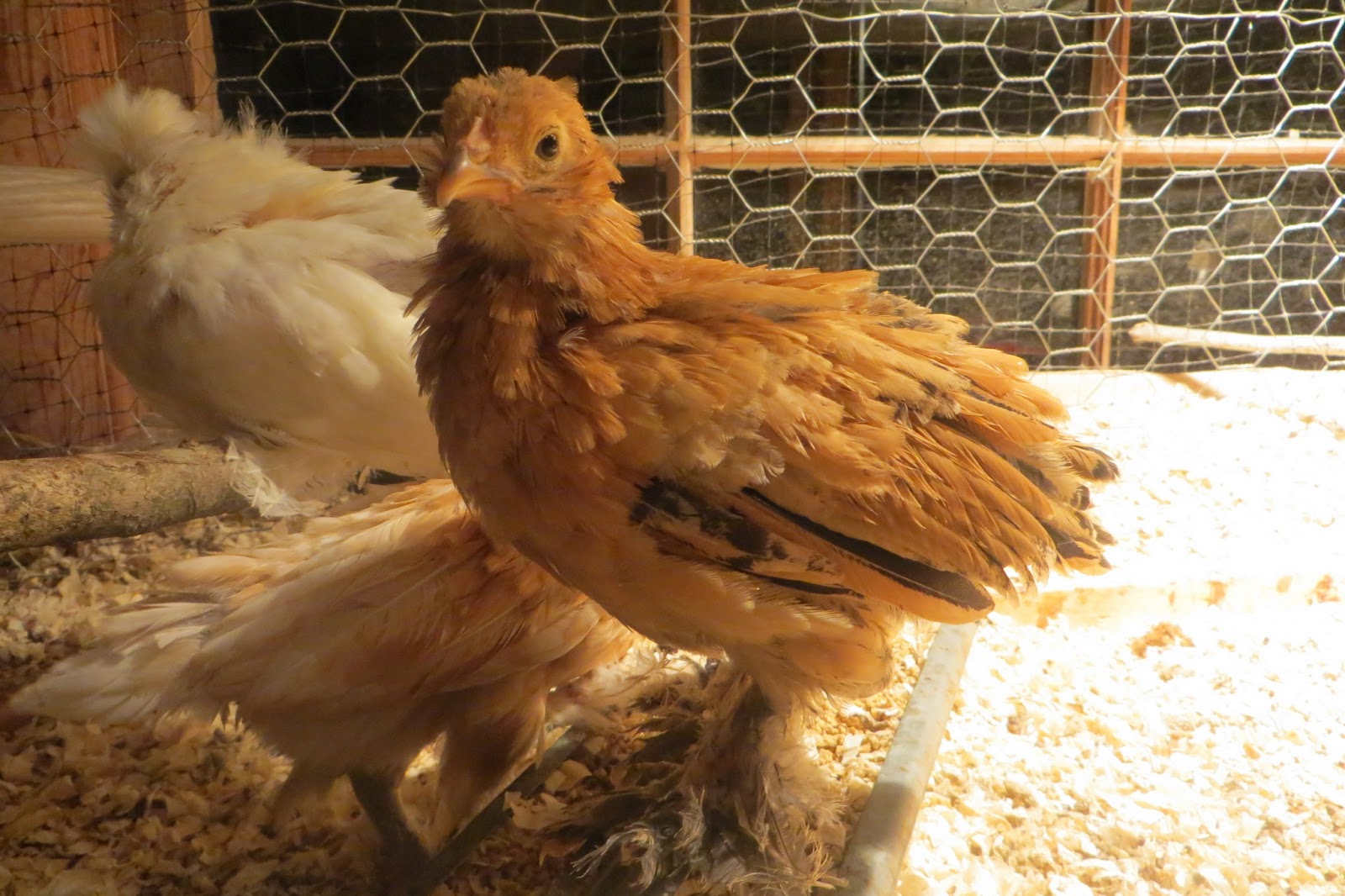 Feather Feet & Vulture Hocks Golden Neck d'Uccle Chickens