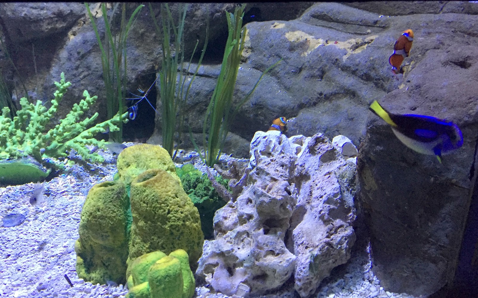 Scarborough Sea Life Sanctuary Newcastle Family Life