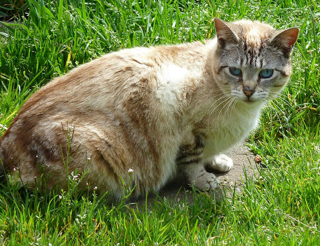 Fran the Siamese, not a feral cat but almost a pet
