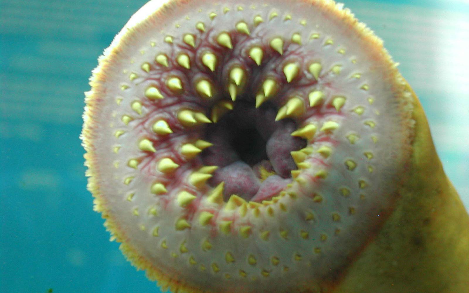 Lamprea marina (Petromyzon marinus)