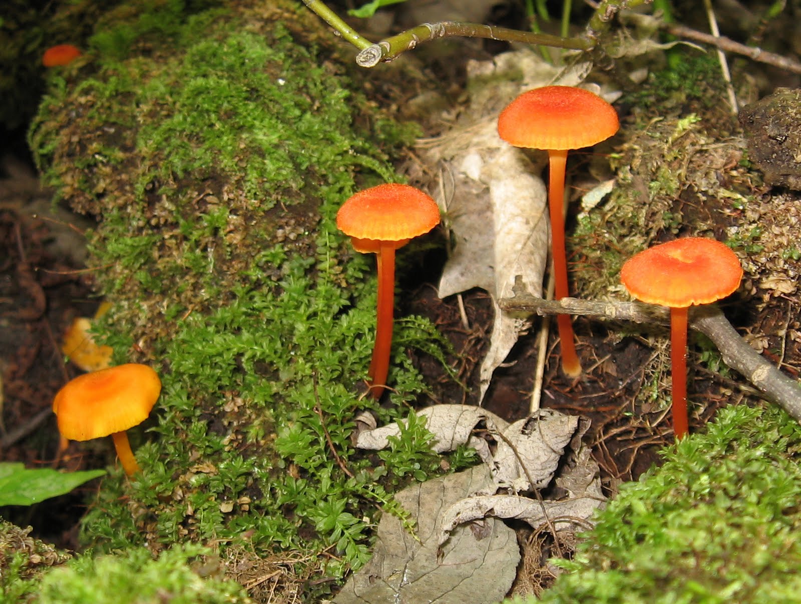 Tangled  More Miscellaneous Mushroom Portraits