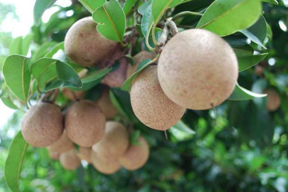 10 Benefits and Content of Kepel Fruit \(Stelechocarpus burahol &hellip;