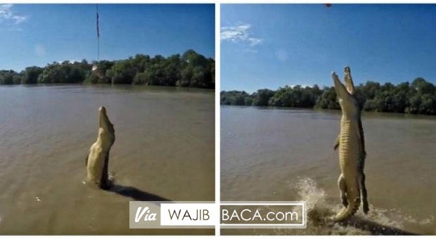 Wow, Video Unik Buaya-Buaya Terbang di Australia