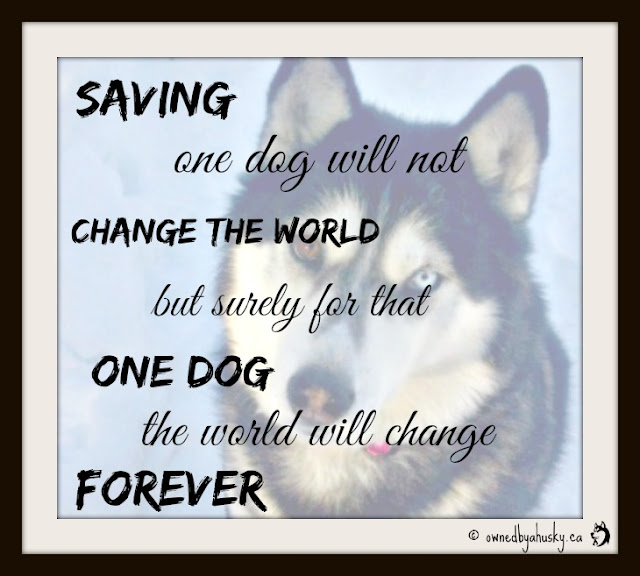 shelter dog quote