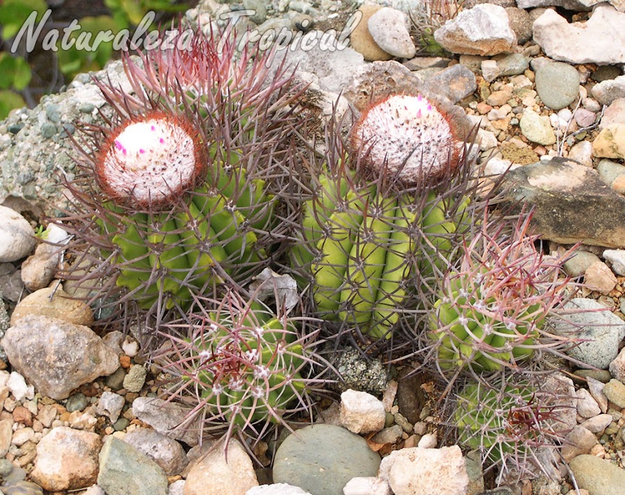 Vista de un grupo de Melocactus harlowii subesp. acunae en su hábitat natural
