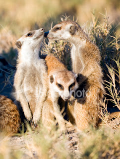 9876 Connecting Bloggers: Funny animals