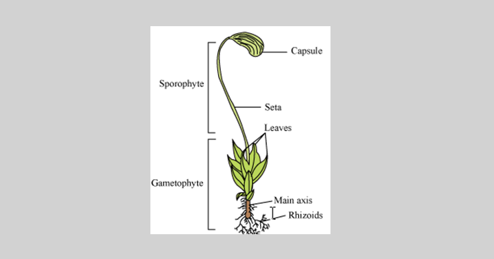 Gambar Struktur Daun Beserta Bagian Dan Fungsinya Berbagi Struktur