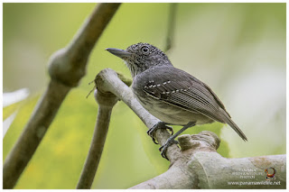 Spot-crowned Antvireo (Dysithamnus puncticeps) - male