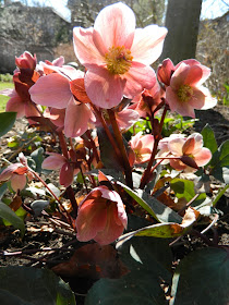 "Pink Frost" Hellebore spring blooms by garden muses: a Toronto gardening blog