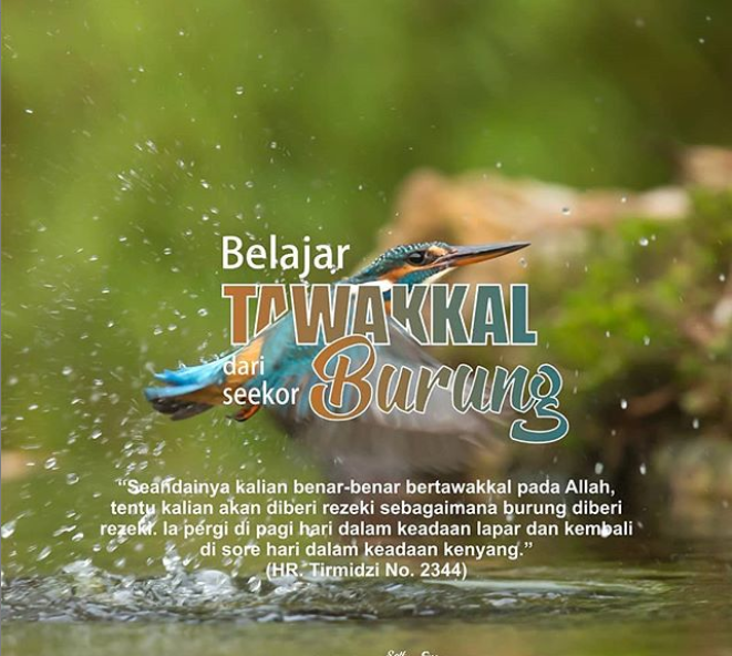 Quote Islam Belajar Tawakal Dari Seekor Burung Penikmat Rindu
