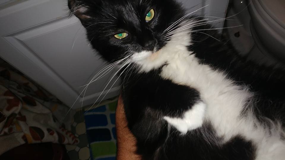 thebean Feed a Cat for Christmas! GRANDMA BERRY!!!