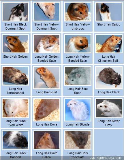 Rumah Hamtaro: Hamster Syrian