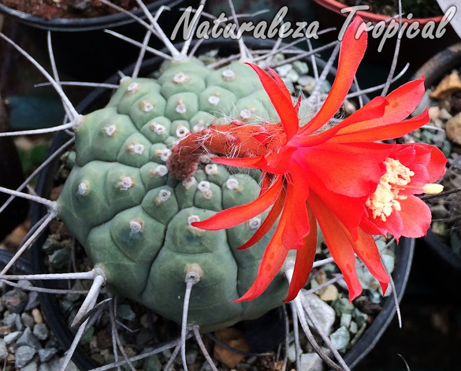 Cactus Matucana madisoniorum en flor