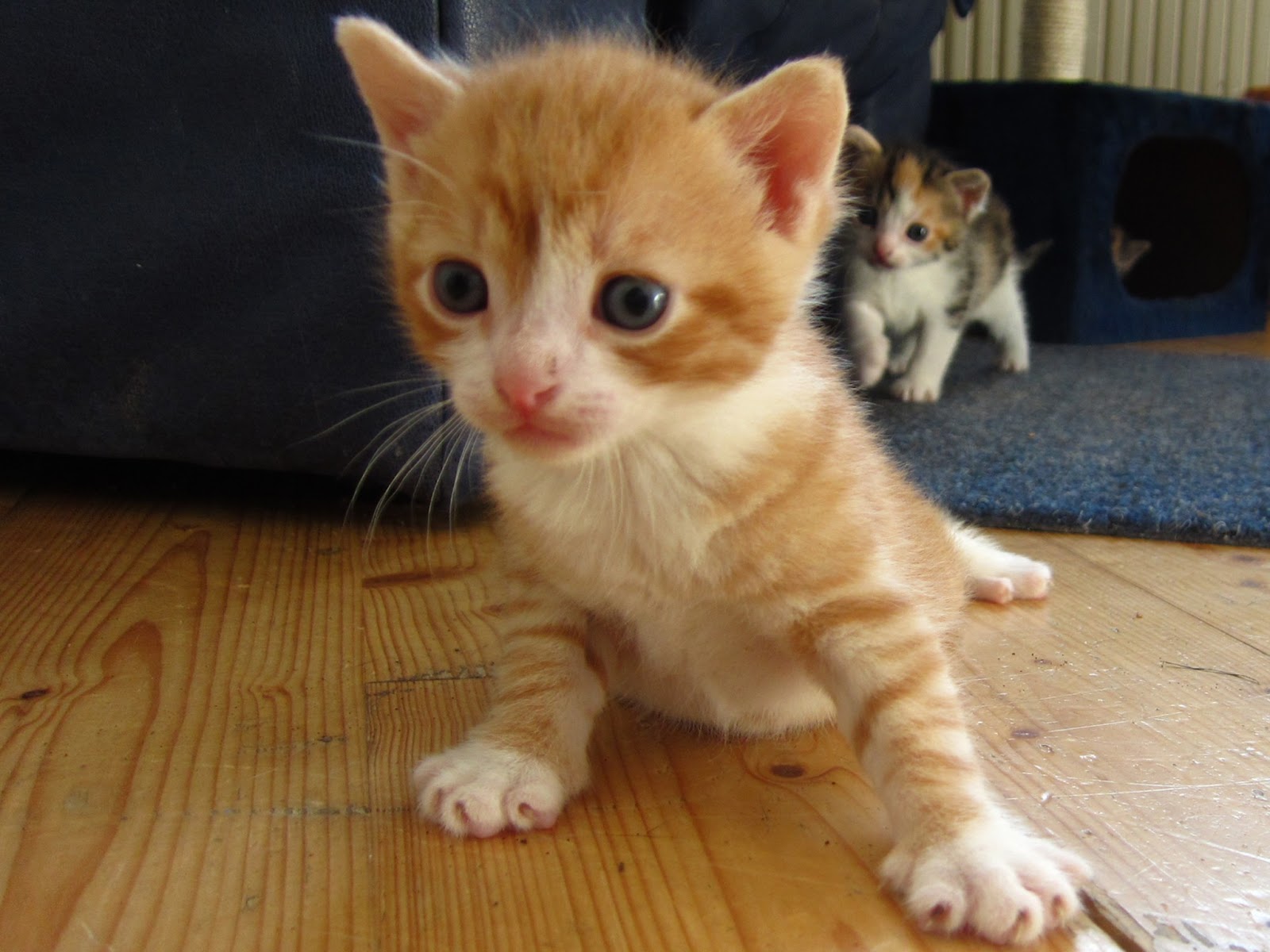 von Wien: Babykatzen