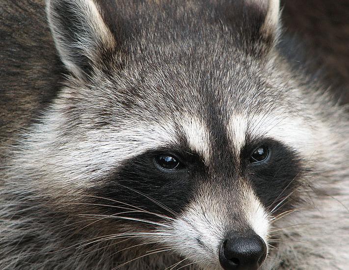Adirondack Wildlife Raccoons In Winter The Adirondack Almanack
