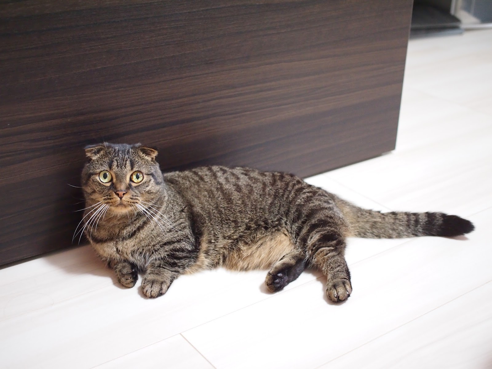 ねこの木の芽 今日の猫さん がおくん