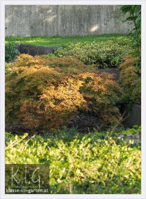 Im Jardin Noir (Parc Andre Citroen, Paris) sind viele japanische Ahorne zu sehen